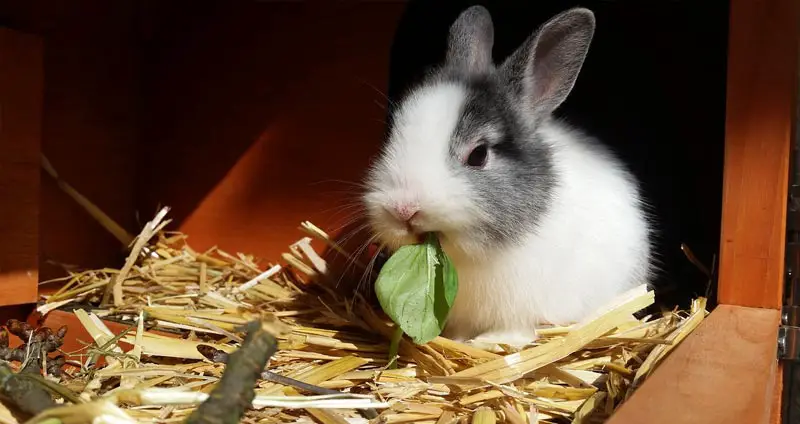 Meilleures cages de lapin