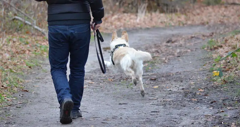 Health benefits of dog walking