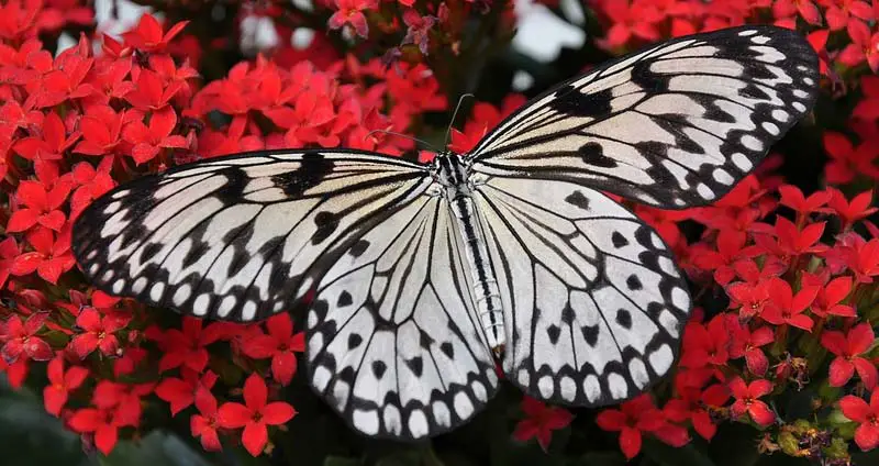 White butterfly on red flowers