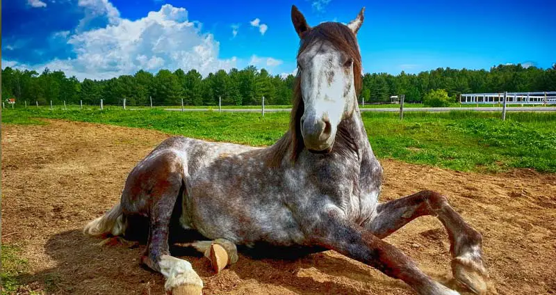 Horse laying down