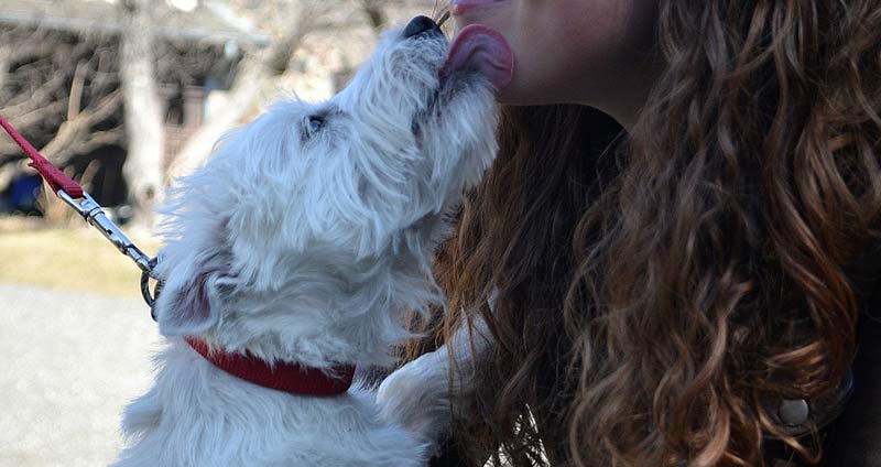 Dog licking girl's face