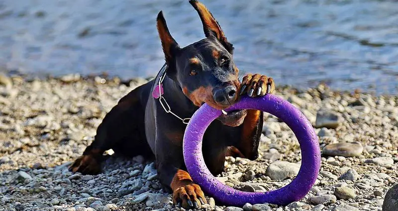 Dog playing with hoop