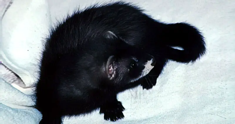 Black ferret