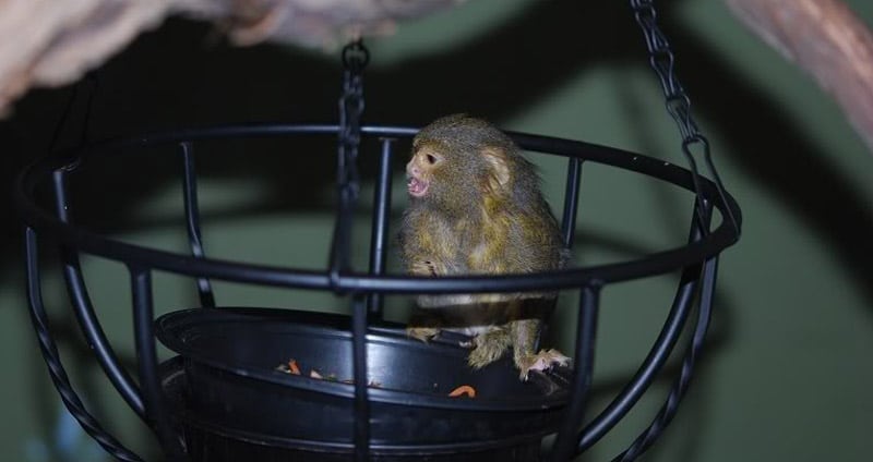 Finger monkey in cage