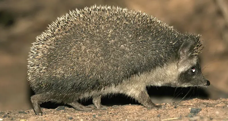 Indian hedgehog