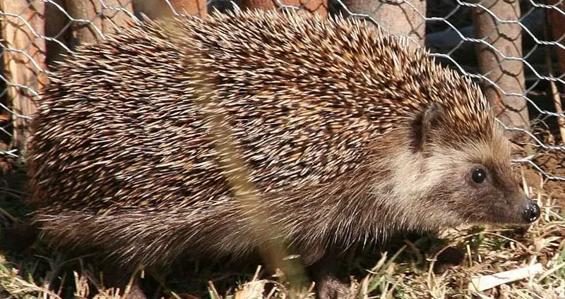 South African hedgehog