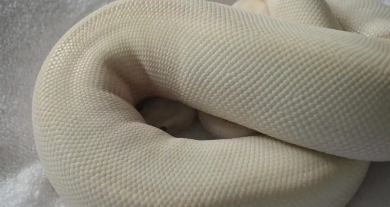 Ivory ball python