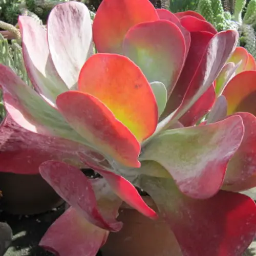 Is Kalanchoe Poisonous to Cats and Dogs?