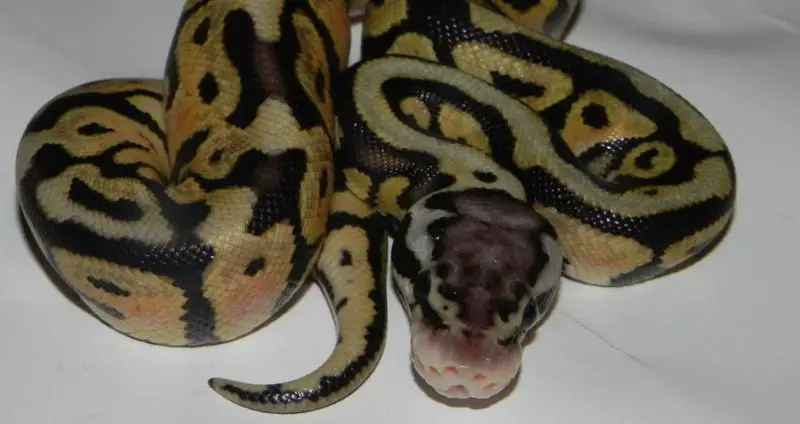 Spotnose ball python