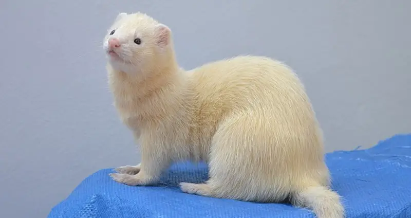 Black eyed white ferret