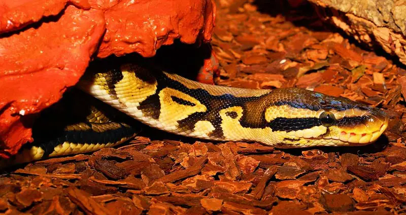 Snake in hide on substrate