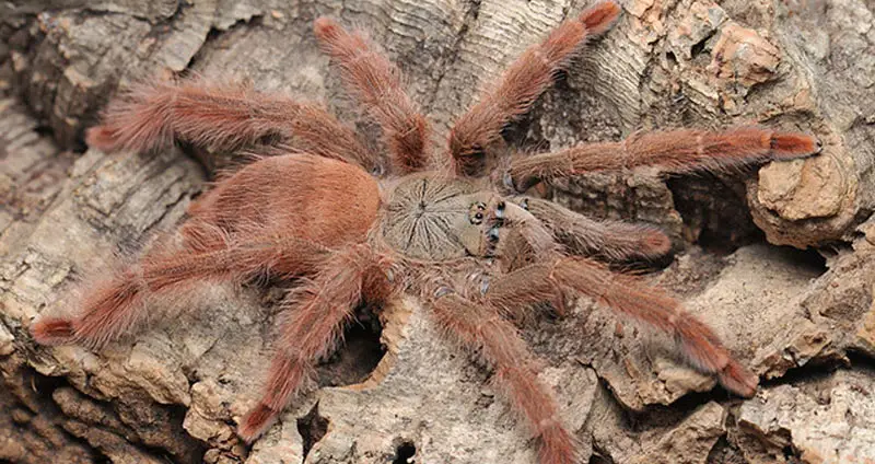 Tapinauchenius Gigas Orange Tree Spider Care Sheet