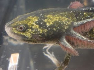 Axolotl Colors – 14 Morph List, Pictures & Descriptions | Beyond The Treat