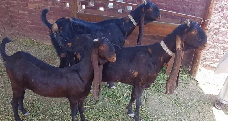 Kamori goat