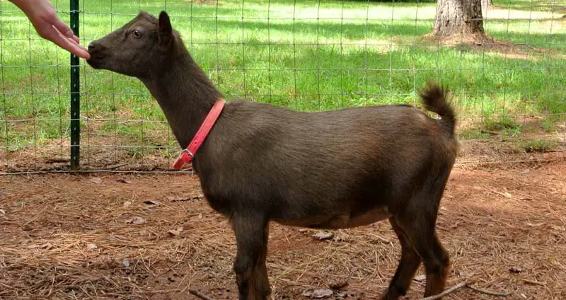 Nigerian Dwarf goat
