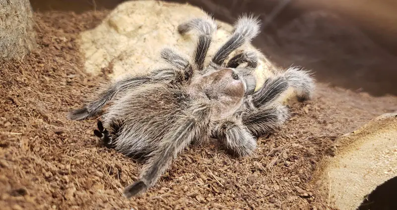 Tarantula with legs tucked