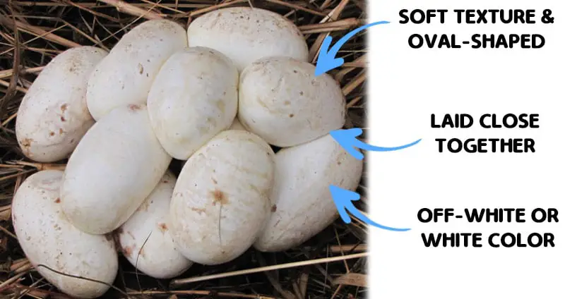 Identifying snake eggs