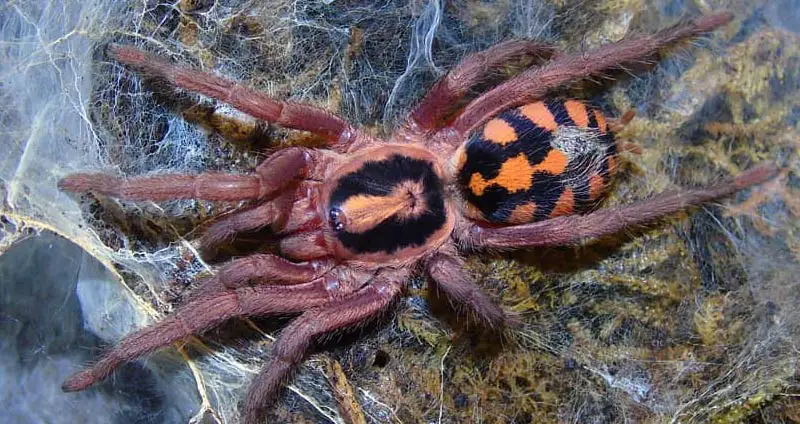 Pumpkin patch tarantula
