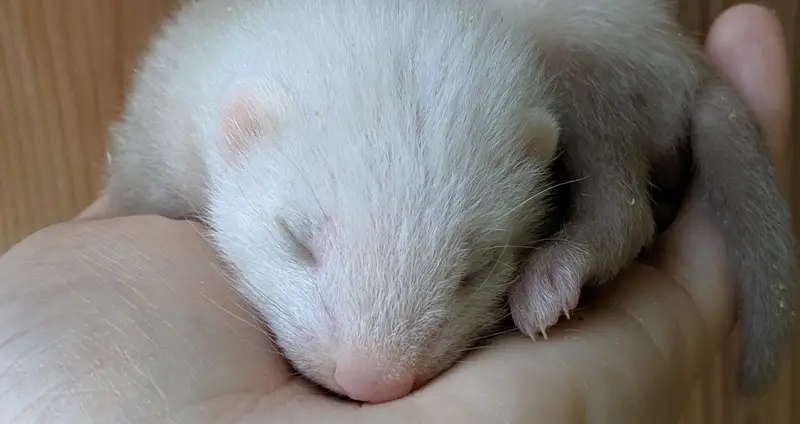 Cute baby ferret