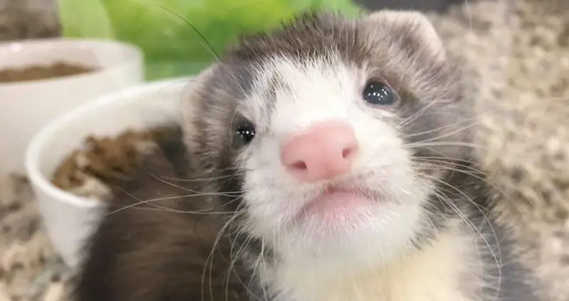 Cute baby ferret