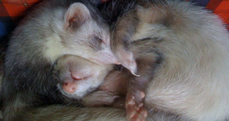 Cute sleeping ferrets