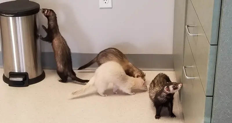 Cute ferrets playing