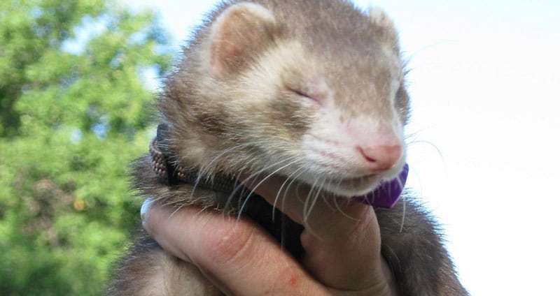 Cute sleeping ferret