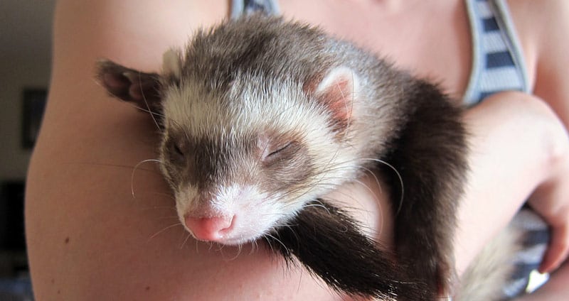 Cute ferret sleeping