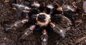 Brachypelma Albopilosum Honduran Curly Hair Tarantula Care Sheet