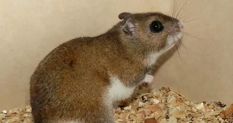 evermanns hamster