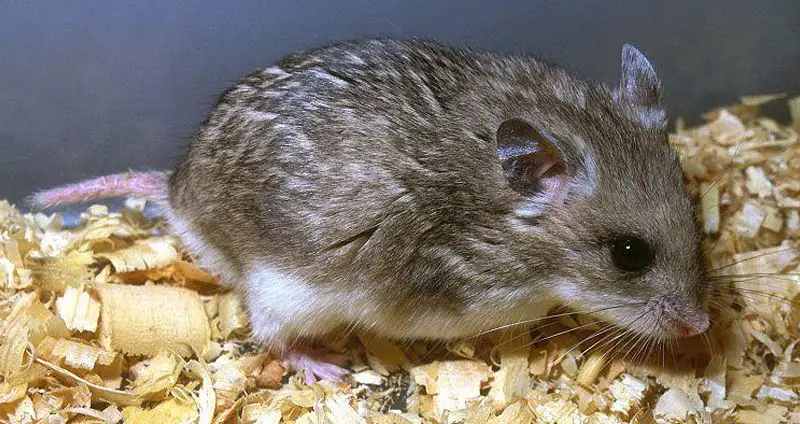 gray dwarf hamster
