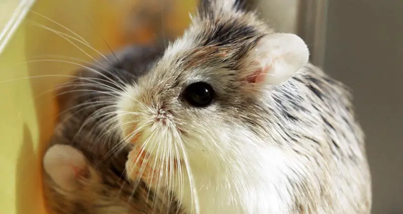 Roborovski dwarf hamster
