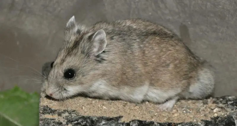 Sokolov's dwarf hamster