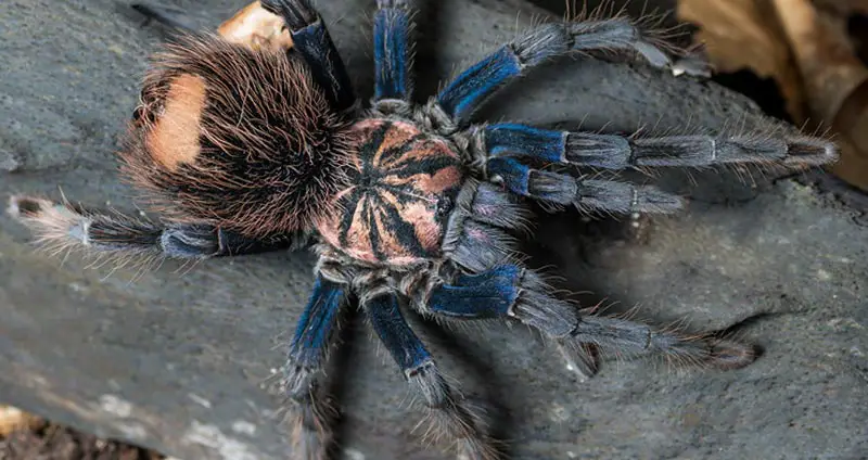 Xenesthis immanis blue