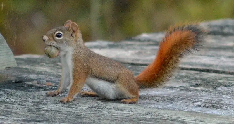 American red squirrel lifespan