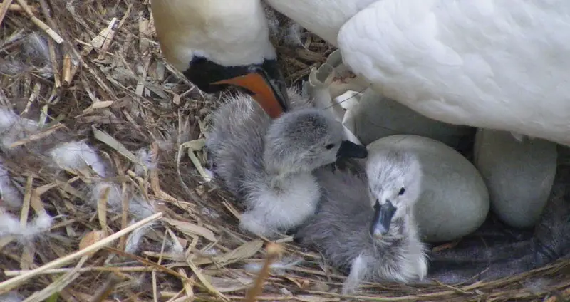 Baby swan hatchlings