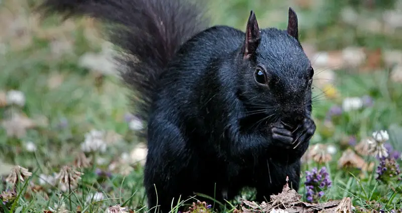 Black squirrel lifespan