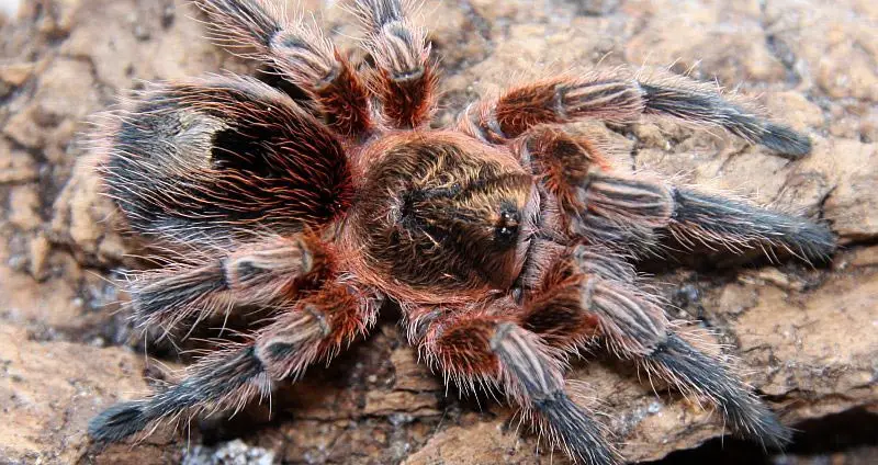 Chilean copper tarantula