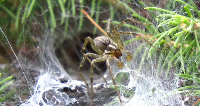 Grass spider in web