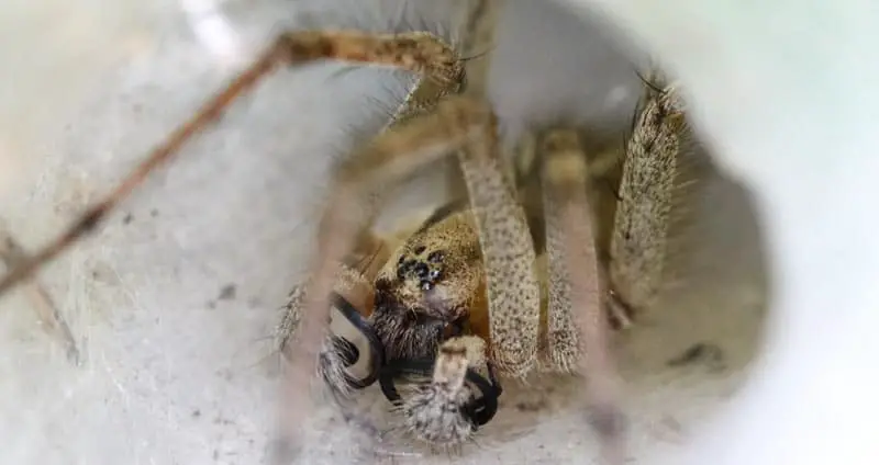 Grass spider in funnel web