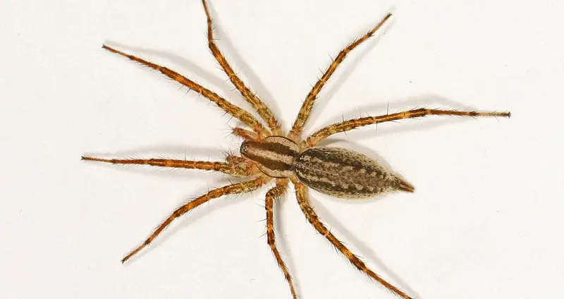 Grass spider identification