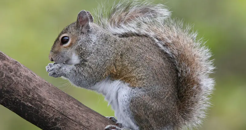 Grey squirrel lifespan