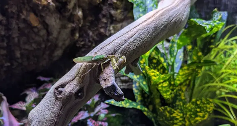 Orchid mantis enclosure