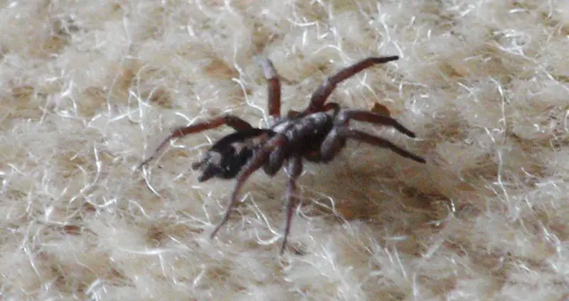 Parson spider on carpet