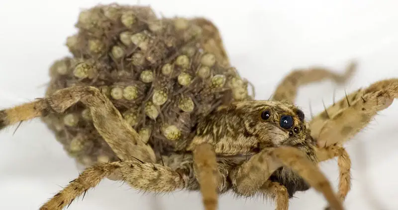 Rabid wolf spider with spiderlings