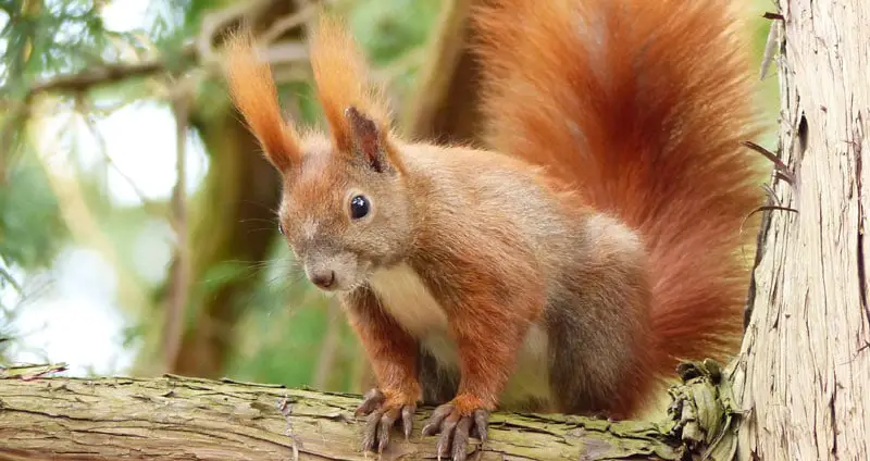 Red squirrel lifespan