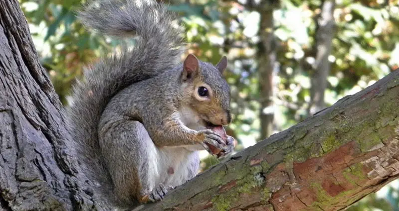 Western gray squirrel lifespan