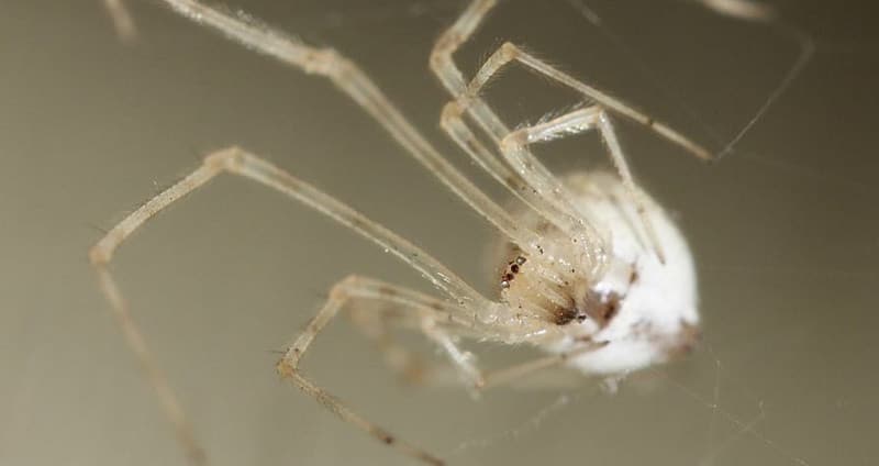 White widow spider