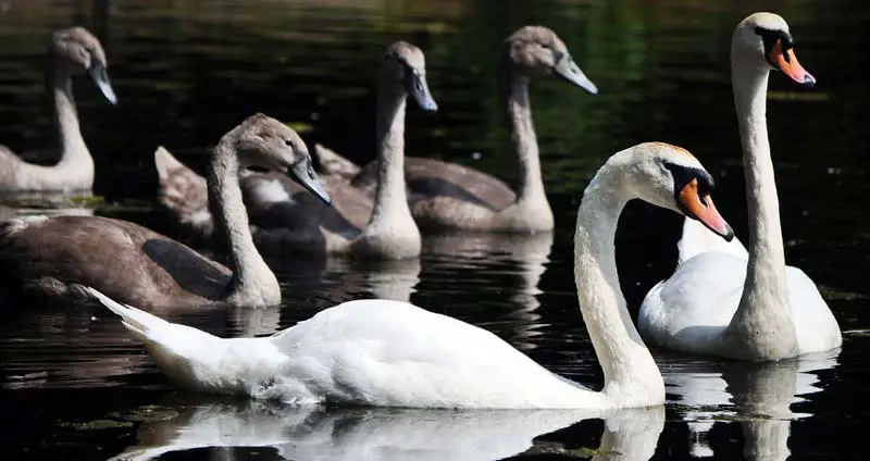 teenage swans