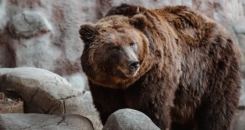 Bears eat bears